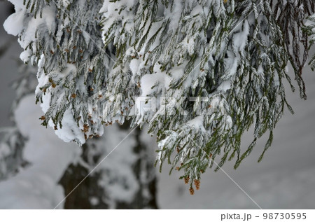 真冬の絶景 積雪の杉 真冬の絶景 積雪の杉 98730595