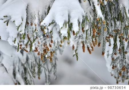 真冬の絶景 積雪の杉 真冬の絶景 積雪の杉 98730654