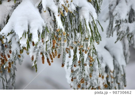 真冬の絶景　積雪の杉 98730662