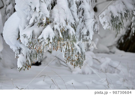 真冬の絶景 積雪の杉 真冬の絶景 積雪の杉 98730684