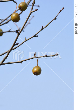 Handkerchief tree Handkerchief tree 98730932