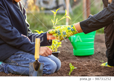 Boy helps his mother plant seedling while working together in the garden 98731252