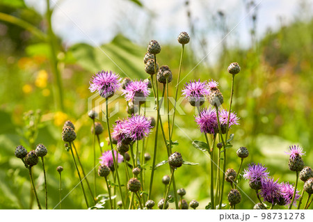 Charming pink thistle flowers in a rural summer field Charming pink thistle flowers in a rural summer field 98731278