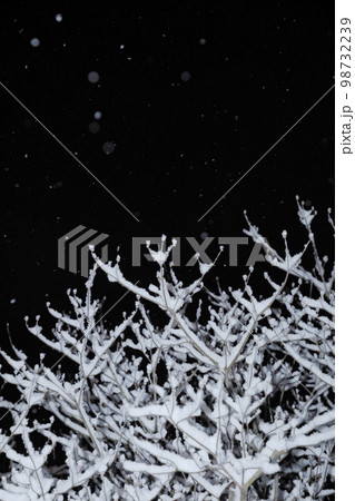 雪の積もるハナミズキの枝と夜空に舞う小雪 雪の積もるハナミズキの枝と夜空に舞う小雪 98732239
