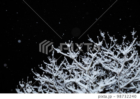 雪の積もるハナミズキの枝と夜空に舞う小雪 98732240