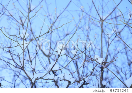 雪の積もるハナミズキの枝【空バック】 98732242