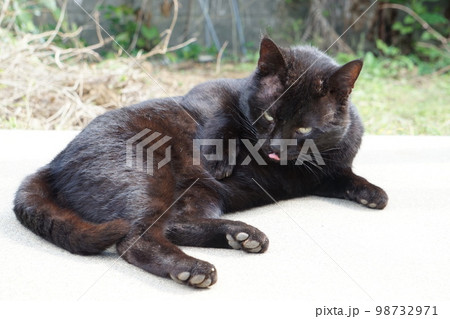 ぺろぺろ体をなめる猫 98732971