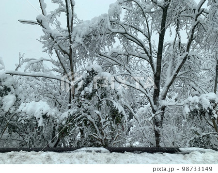 樹木への雪 98733149