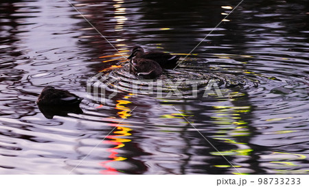 葛西臨海公園の観覧車反射に喜ぶ、かもさんたち 葛西臨海公園の観覧車反射に喜ぶ、かもさんたち 98733233