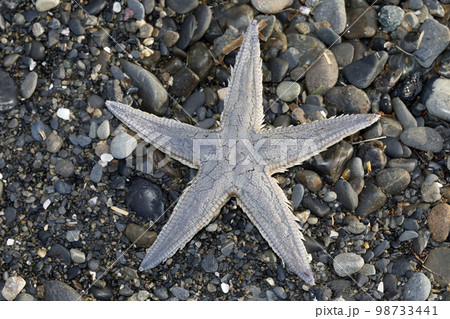 モミジガイ 98733441