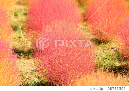 色づくコキア紅葉 98733503