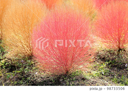 色づくコキア紅葉 98733506