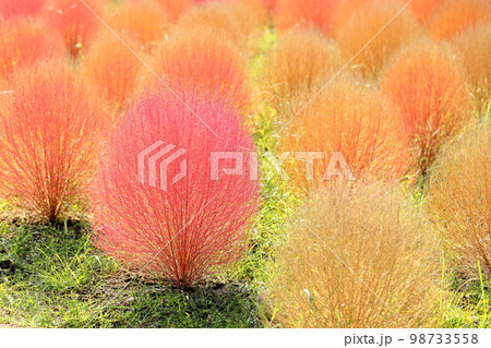 色づくコキア紅葉 98733558