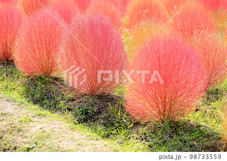 色づくコキア紅葉 98733559