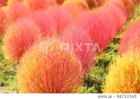 色づくコキア紅葉 98733560