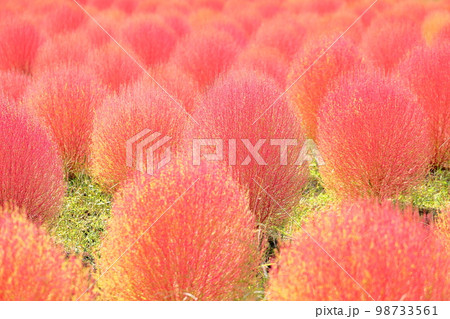 色づくコキア紅葉 98733561