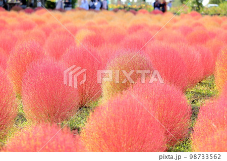 色づくコキア紅葉 98733562