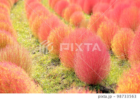 色づくコキア紅葉 98733563