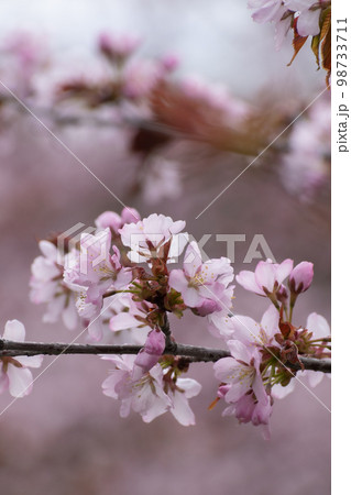 満開の桜の花のクローズアップ 満開の桜の花のクローズアップ 98733711