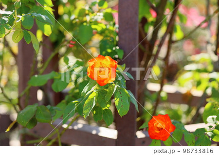 バラの花　ふれ太鼓 98733816