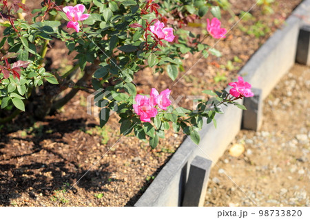 バラの花 花霞 バラの花 花霞 98733820