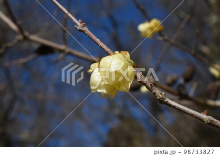 ローバイの丘の蝋梅 98733827