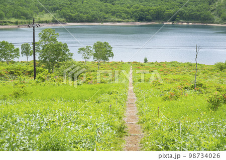 野反湖の湖畔　夏景色【群馬県野反湖エリア】 98734026