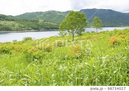 野反湖の湖畔　夏景色【群馬県野反湖エリア】 98734027