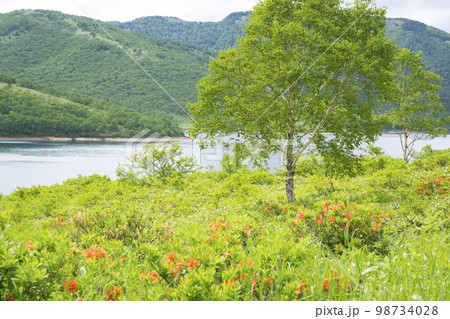 野反湖の湖畔　夏景色【群馬県野反湖エリア】 98734028