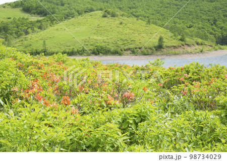 野反湖の湖畔　夏景色【群馬県野反湖エリア】 98734029