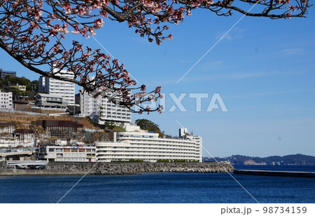 あたみ桜と海 98734159