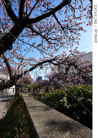 一月に咲くあたみ桜 98734163