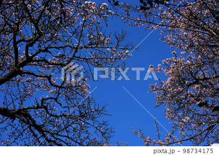 一月の青空に映えるあたみ桜 98734175