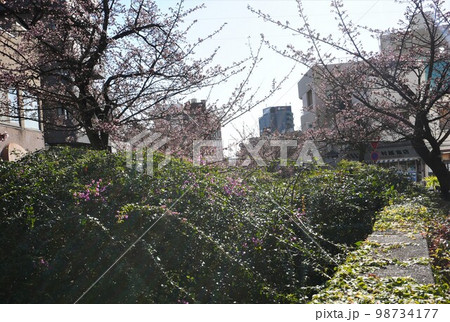 あたみ桜とブーゲンビリア あたみ桜とブーゲンビリア 98734177