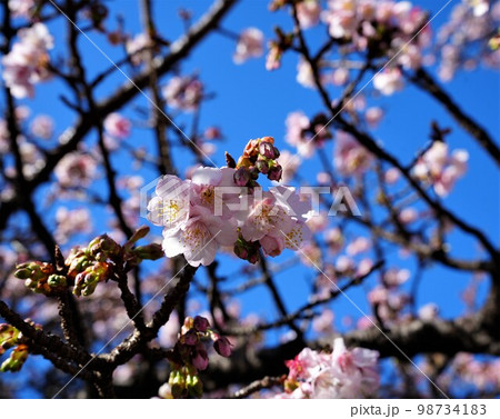日本で一番早く咲くあたみ桜 98734183