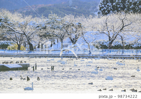 新潟　冬の瓢湖の朝 98734222