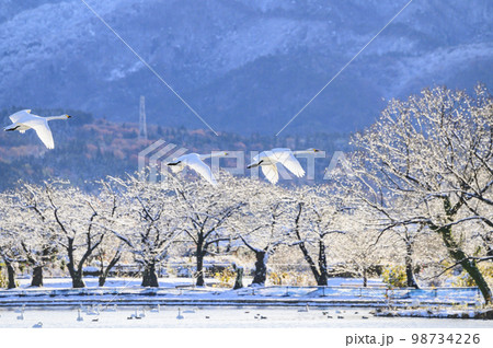 飛翔する白鳥 98734226