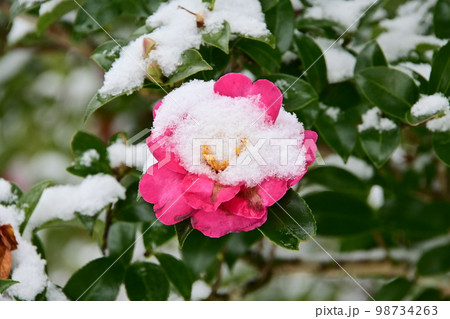 雪の松平郷園地 室町塀サザンカの花 雪の松平郷園地 室町塀サザンカの花 98734263