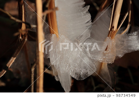 氷の花　シモバシラ 98734549