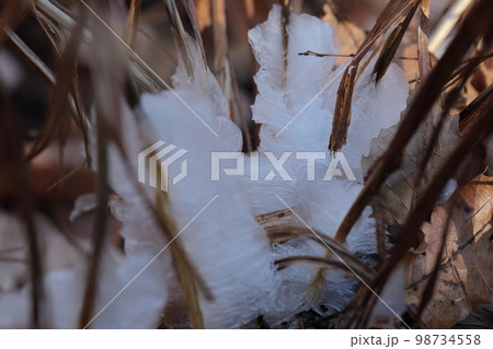 氷の花　シモバシラ 98734558