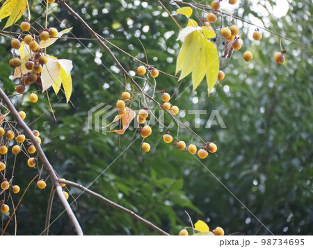 ムクロジの実 98734695