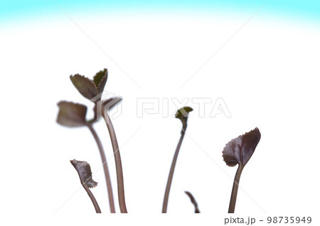 脱炭素社会 SDGs 世界共通の課題 98735949