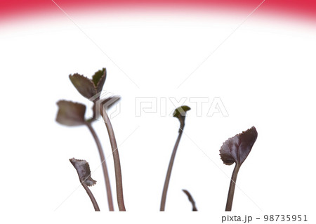 脱炭素社会 SDGs 世界共通の課題 脱炭素社会 SDGs 世界共通の課題 98735951