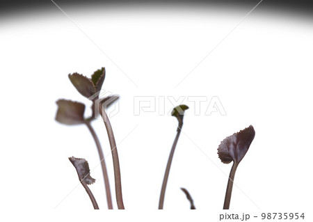 脱炭素社会 SDGs 世界共通の課題 脱炭素社会 SDGs 世界共通の課題 98735954