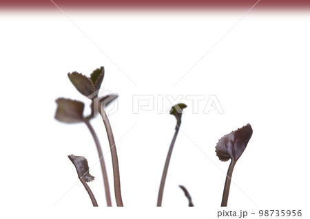 脱炭素社会 SDGs 世界共通の課題 脱炭素社会 SDGs 世界共通の課題 98735956