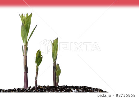 脱炭素社会 SDGs 世界共通の課題 98735958