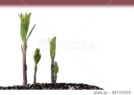 脱炭素社会 SDGs 世界共通の課題 98735959