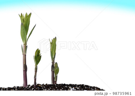 脱炭素社会 SDGs 世界共通の課題 98735961