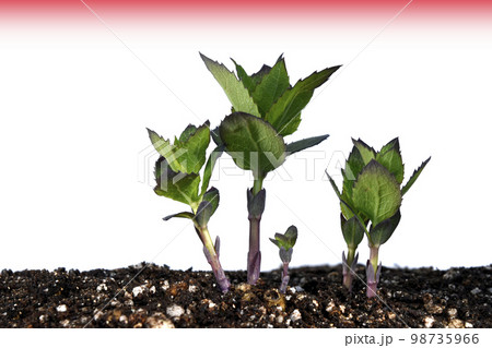 脱炭素社会 SDGs 世界共通の課題 98735966