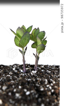 脱炭素社会 SDGs 世界共通の課題 脱炭素社会 SDGs 世界共通の課題 98735972